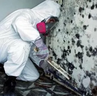 mold remediation